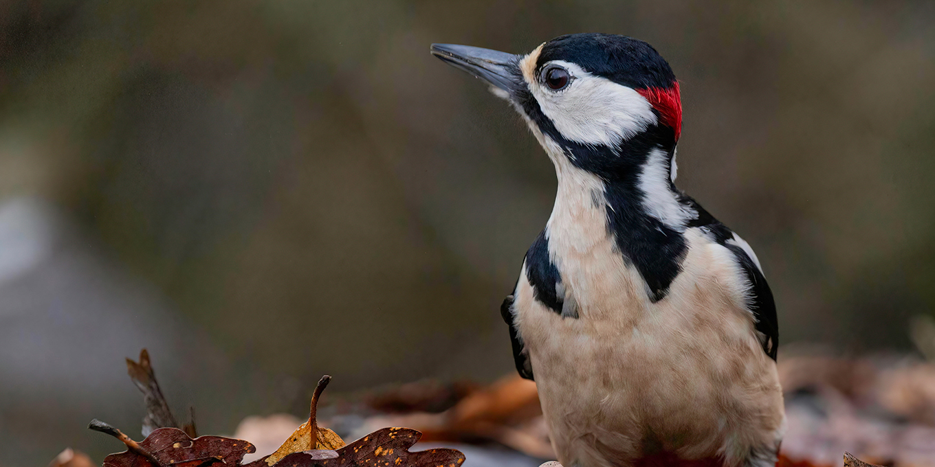 Les oiseaux en automne